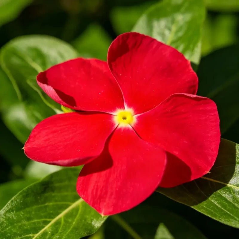 Scarlet Catharanthus roseus (Madagascar Periwinkle) Seeds - Verdseeds