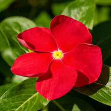 Scarlet Catharanthus roseus (Madagascar Periwinkle) Seeds - Verdseeds