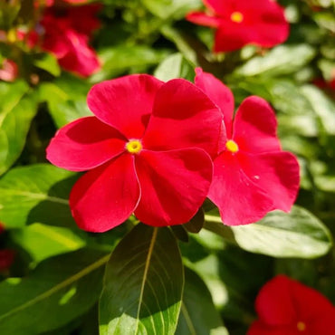 Scarlet Catharanthus roseus (Madagascar Periwinkle) Seeds - Verdseeds