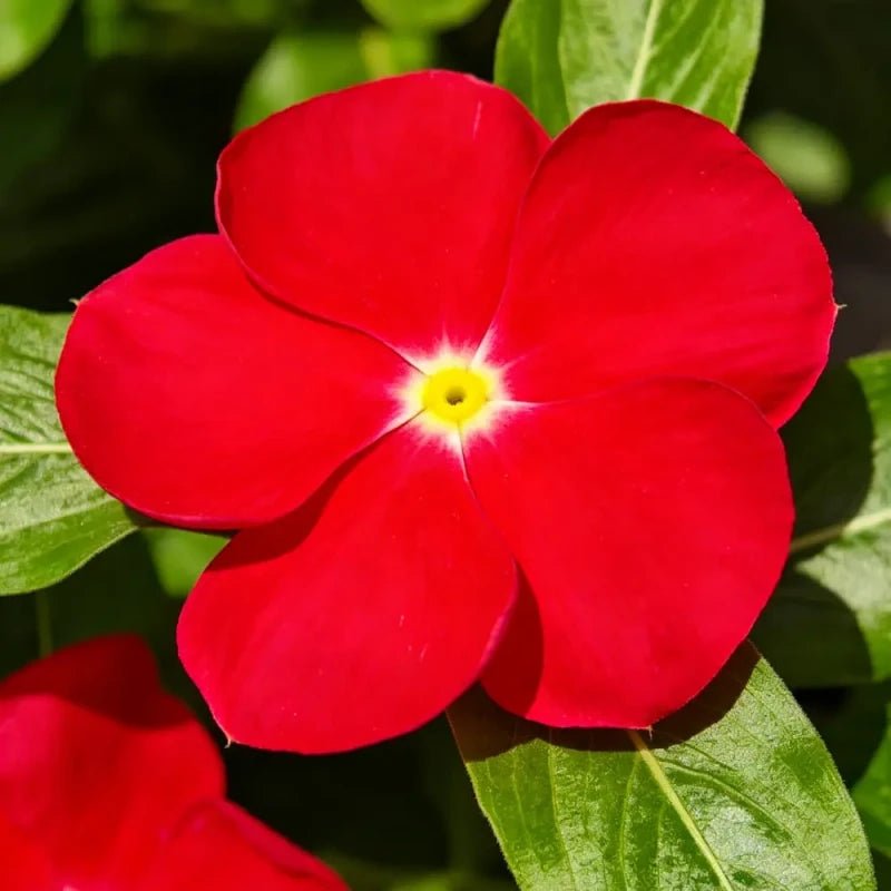 Scarlet Catharanthus roseus (Madagascar Periwinkle) Seeds - Verdseeds
