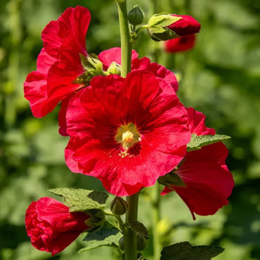 Scarlet Hollyhock Seeds - Verdseeds