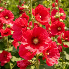 Scarlet Hollyhock Seeds - Verdseeds