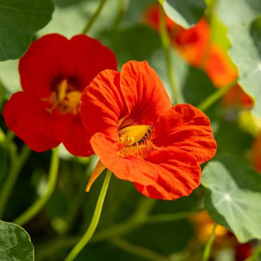 Scarlet Nasturtium Seeds - Verdseeds