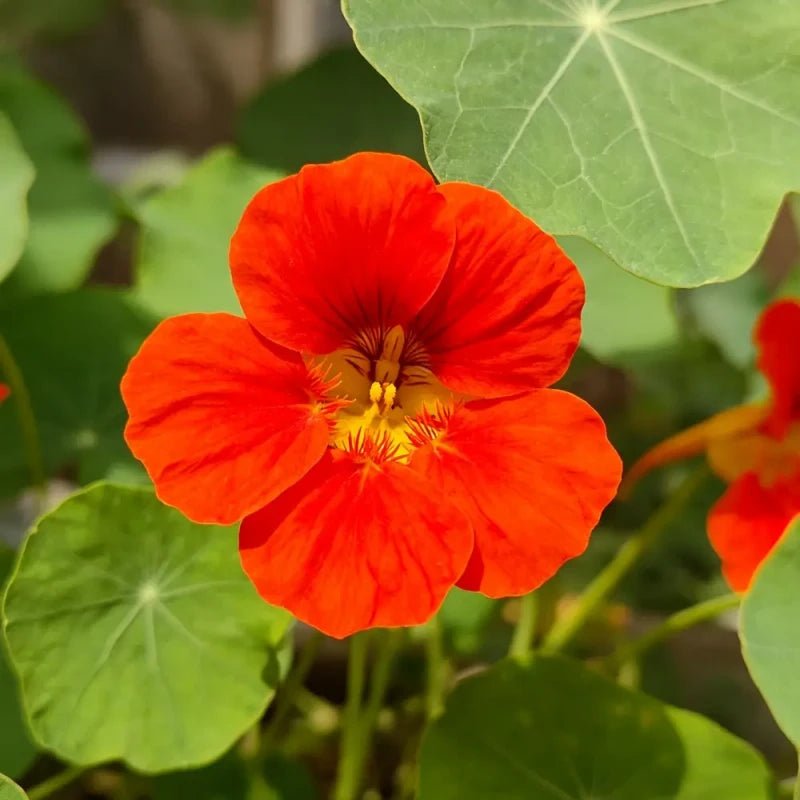 Scarlet Nasturtium Seeds - Verdseeds