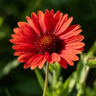 Scarlet Plains Coreopsis Seeds - Verdseeds