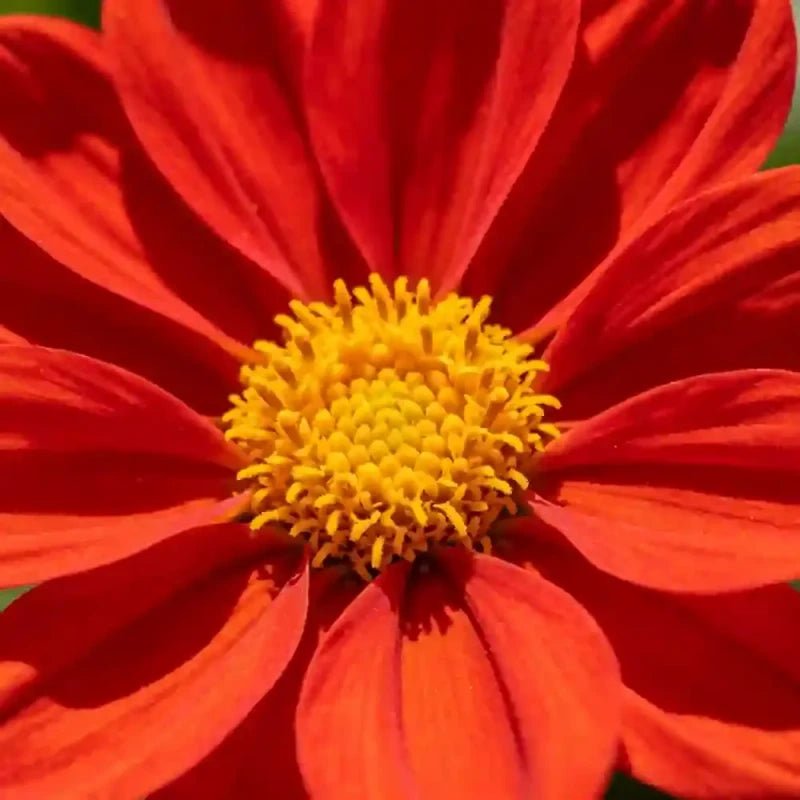 Scarlet Plains Coreopsis Seeds - Verdseeds