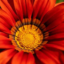 Scarlet Plains Coreopsis Seeds - Verdseeds