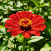 Scarlet Plains Coreopsis Seeds - Verdseeds
