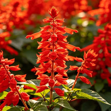 Scarlet Sage Seeds - Verdseeds
