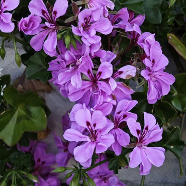 Scented Geranium Seeds - Verdseeds