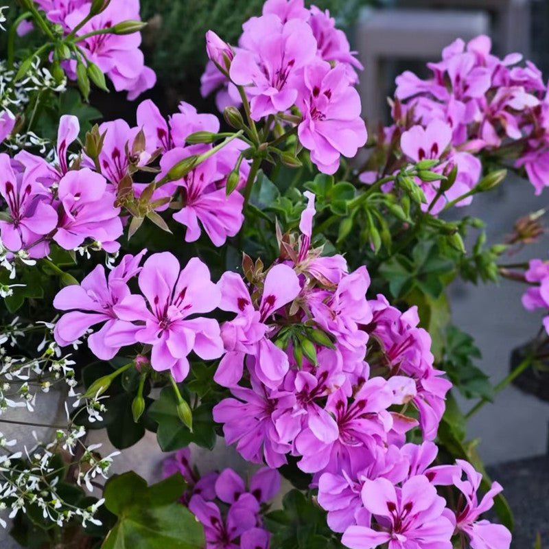 Scented Geranium Seeds - Verdseeds