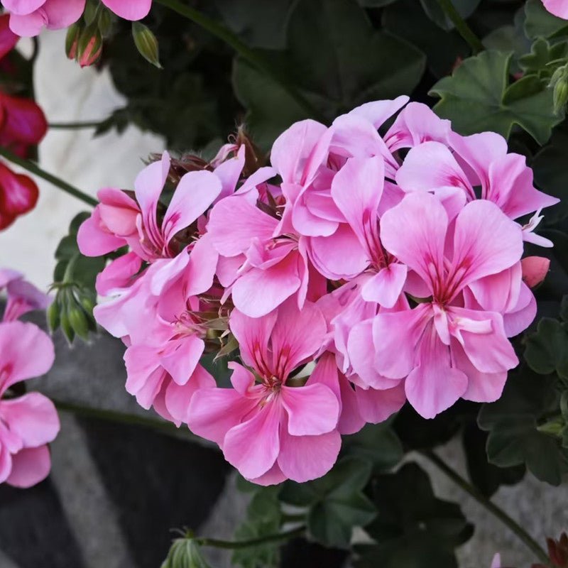 Scented Geranium Seeds - Verdseeds
