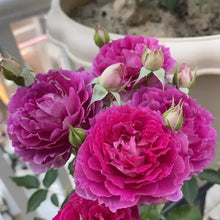 Scheherazade Garden Rose Seeds - Verdseeds