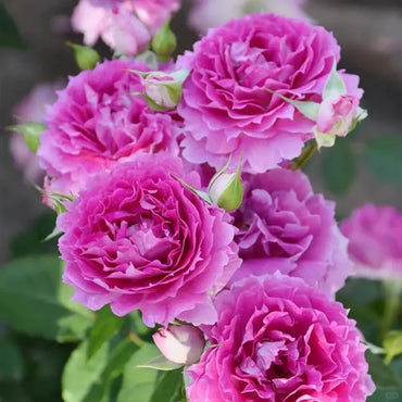 Scheherazade Garden Rose Seeds - Verdseeds