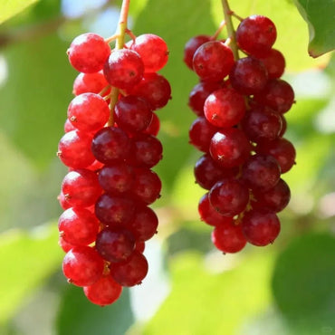 Schisandra Seeds - Verdseeds
