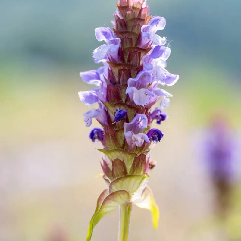 Self-Heal Seeds - Verdseeds