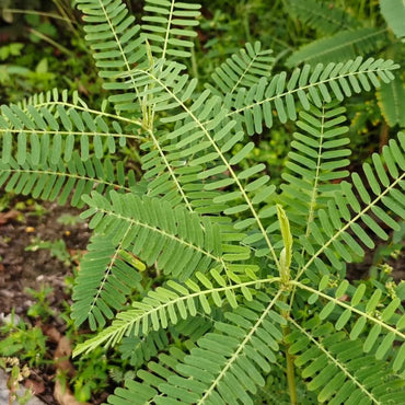 Sesbania Seeds - Verdseeds