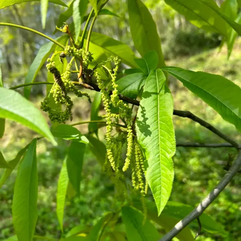 Hickory Seeds