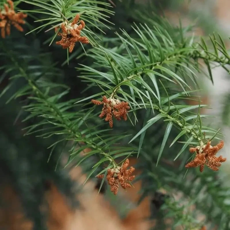 China Fir Seeds