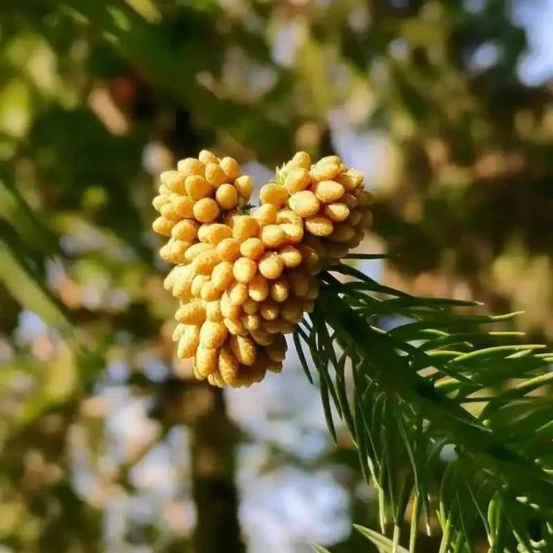 China Fir Seeds