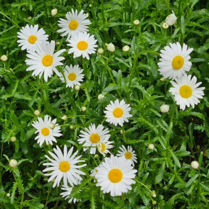Shasta Daisy Seeds - Verdseeds