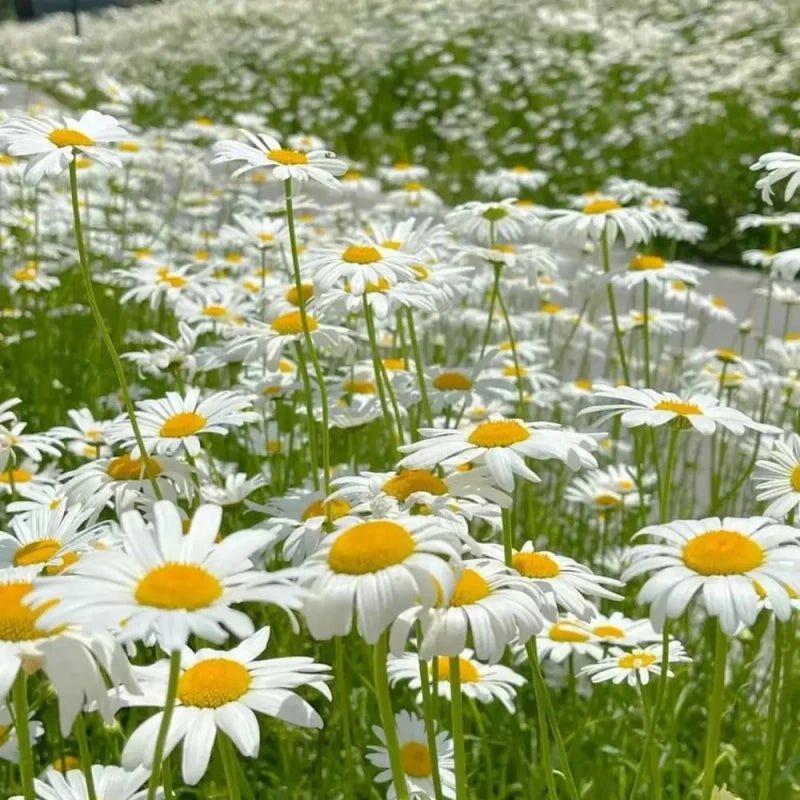 Shasta Daisy Seeds - Verdseeds