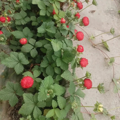 Mock Strawberry Seeds