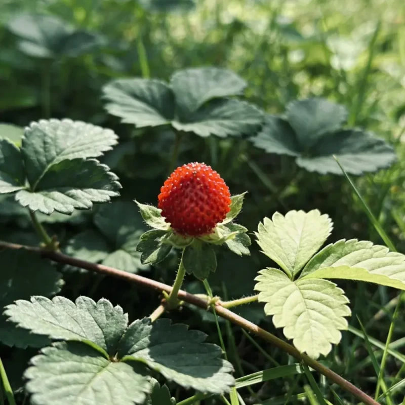 Mock Strawberry Seeds
