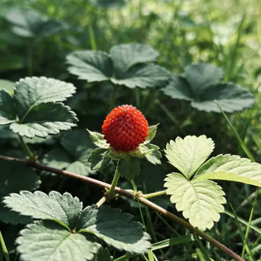 Mock Strawberry Seeds