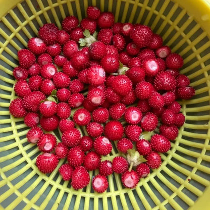Mock Strawberry Seeds