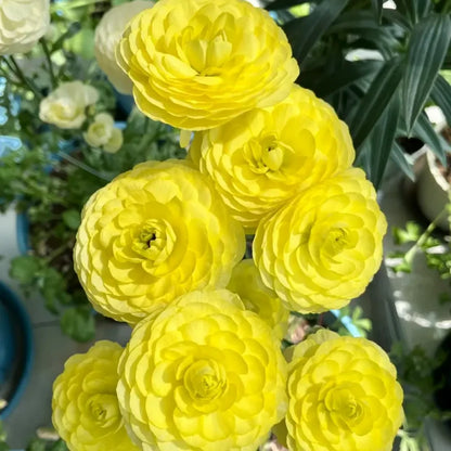 St. John Ranunculus Seeds