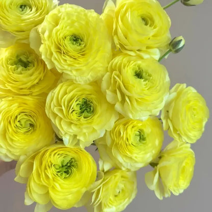St. John Ranunculus Seeds