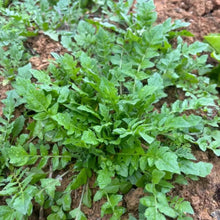 Shepherd’s Purse Seeds - Verdseeds