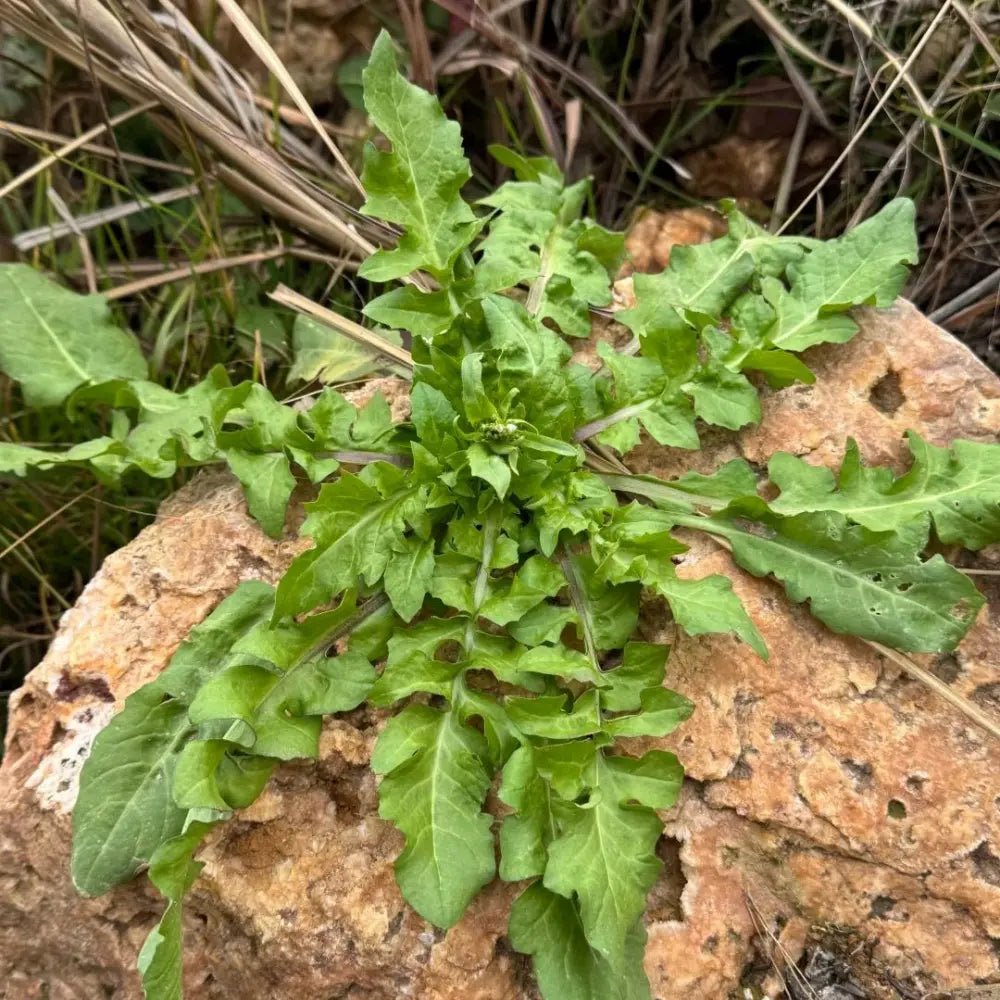 Shepherd’s Purse Seeds - Verdseeds