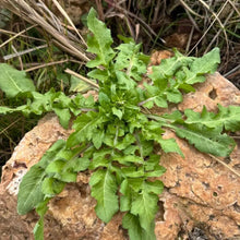 Shepherd’s Purse Seeds - Verdseeds