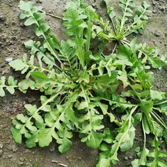 Shepherd’s Purse Seeds (Large Leaf) - Verdseeds