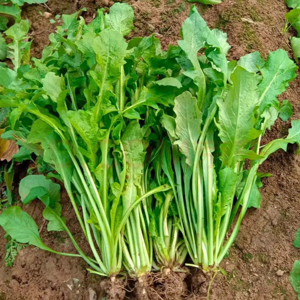 Shepherd’s Purse Seeds (Large Leaf) - Verdseeds
