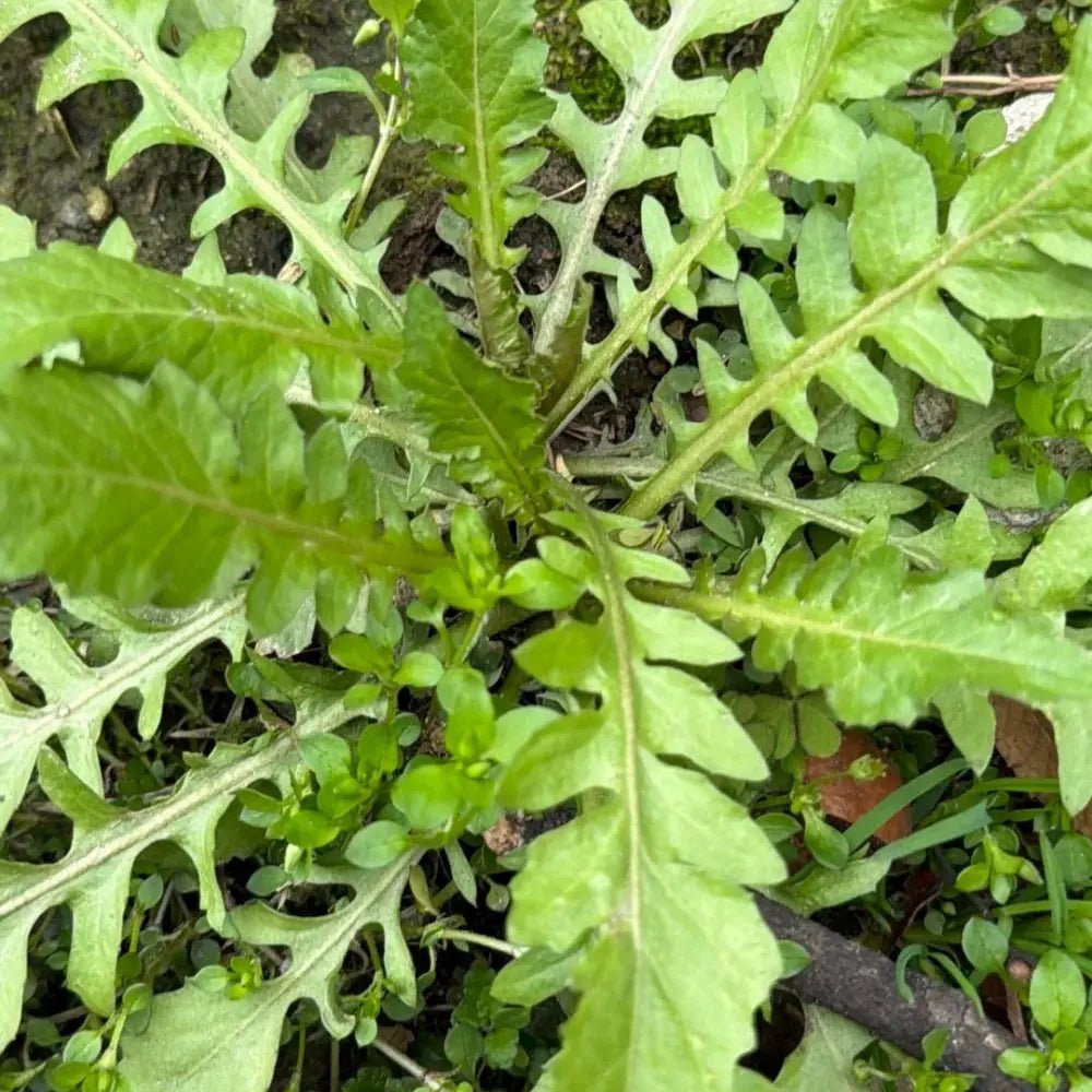 Shepherd’s Purse Seeds (Large Leaf) - Verdseeds