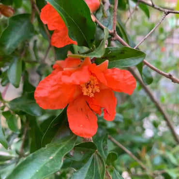 Pomegranate Seeds