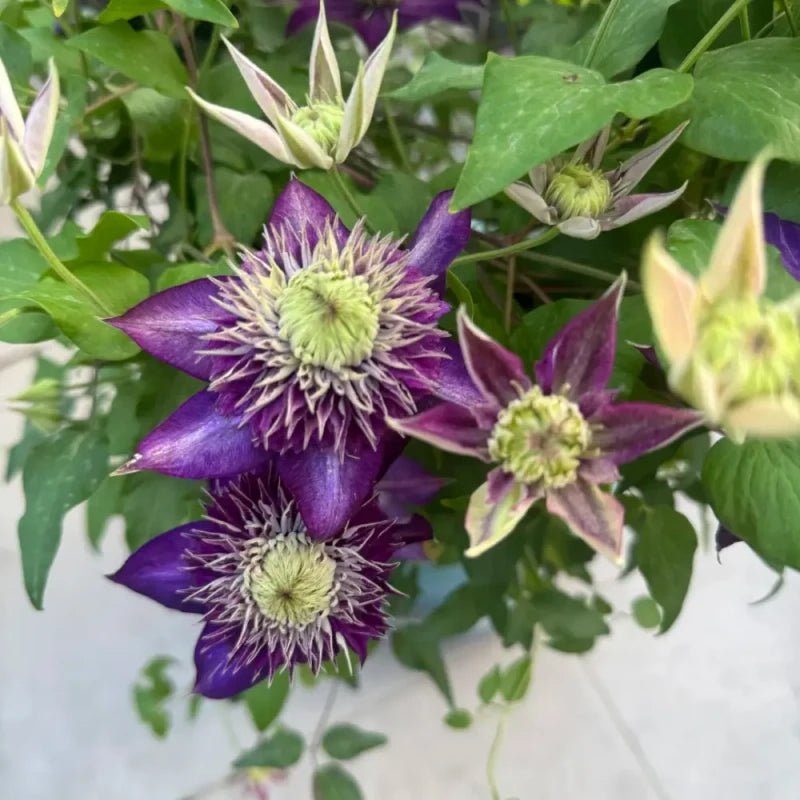 Shikoo Clematis Seeds - Verdseeds
