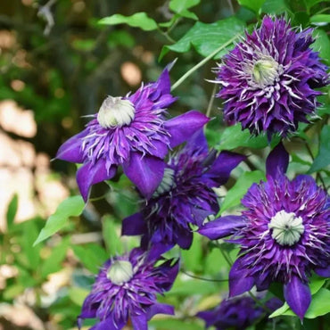 Shikoo Clematis Seeds - Verdseeds