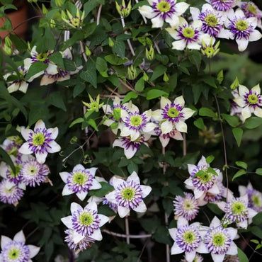 Shin-Shigyoku Clematis Seeds - Verdseeds