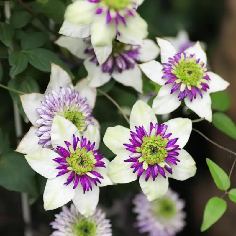 Shin-Shigyoku Clematis Seeds - Verdseeds