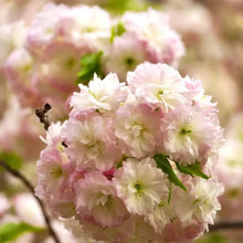 Shogetsu Flowering Cherry Seeds - Verdseeds