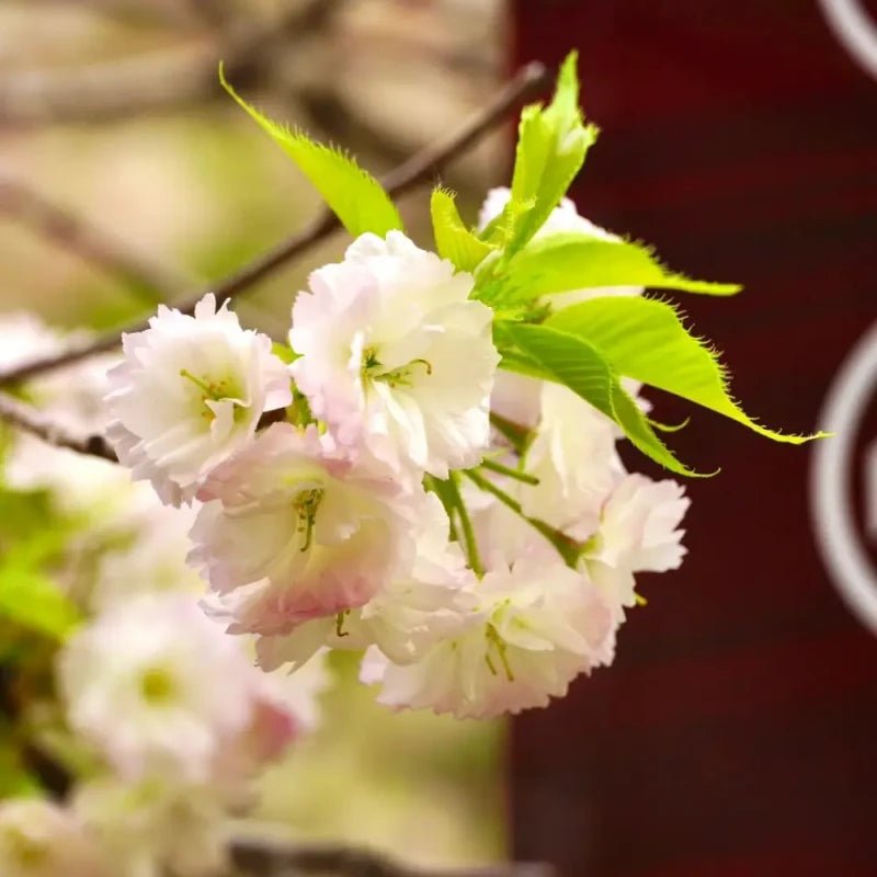 Shogetsu Flowering Cherry Seeds - Verdseeds
