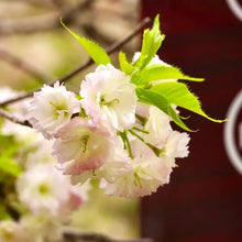 Shogetsu Flowering Cherry Seeds - Verdseeds