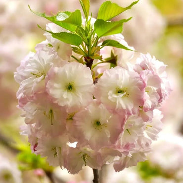 Shogetsu Flowering Cherry Seeds - Verdseeds