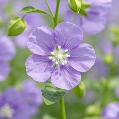 Shoo - fly Plant Seeds - Verdseeds