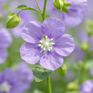Shoo - fly Plant Seeds - Verdseeds