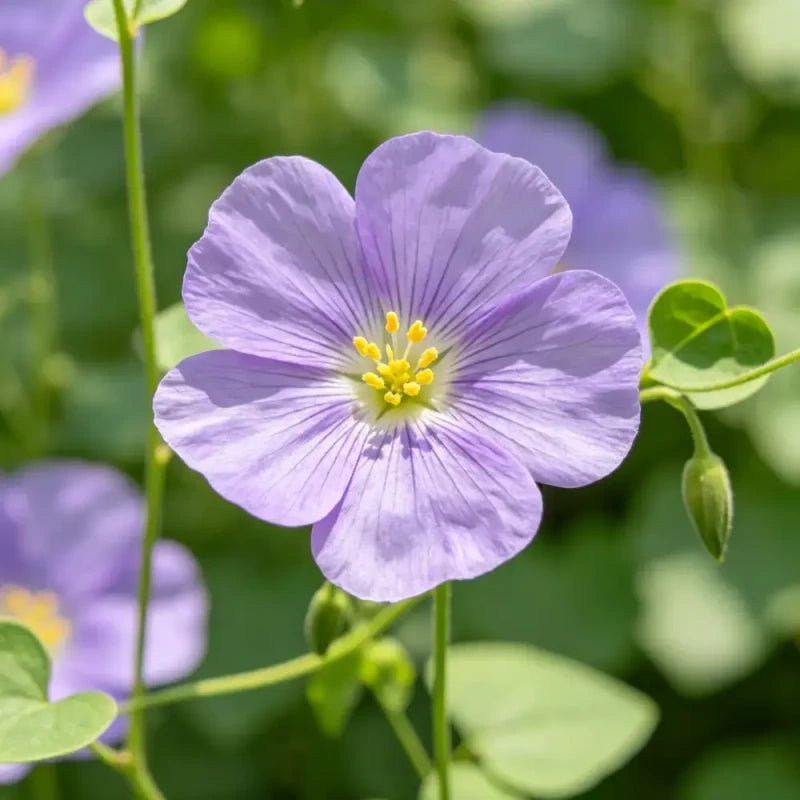 Shoo - fly Plant Seeds - Verdseeds